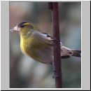 Carduelis spinus - Erlenzeisig 04.jpg